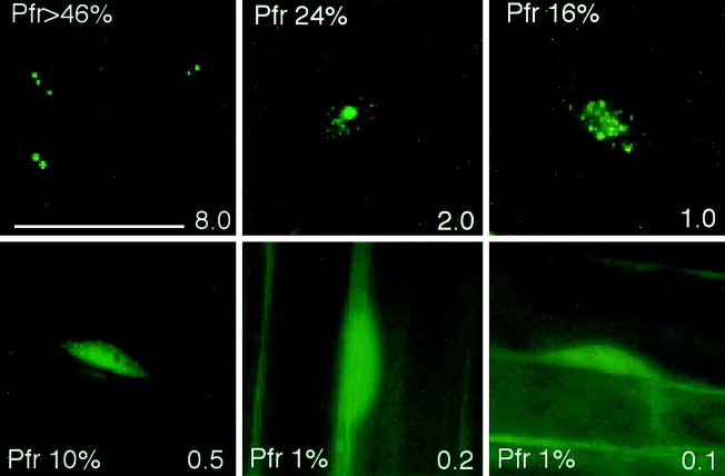 Characterization of the requirements for Localization of Phytochrome B to Nuclear bodies