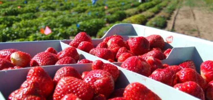 Picking the Best Berries to Eat for Health Benefits